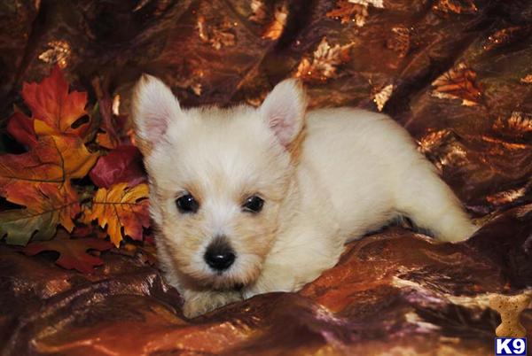 Cairn Terrier Puppies